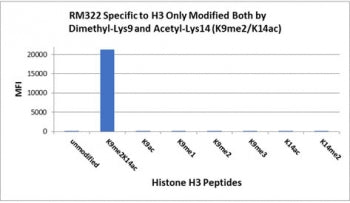 H3K9me2/K14ac Antibody / Dimethyl-Histone H3 (Lys9) + Acetyl-Histone H3 (Lys14)
