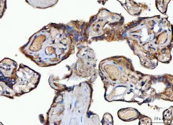 MOCS2 Antibody / Molybdopterin synthase catalytic subunit