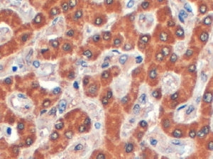 Syntenin 2 Antibody