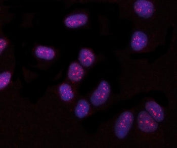 Immunofluorescent staining of FFPE human U-2 OS cells with PYROXD1 antibody (red) and DAPI nuclear s