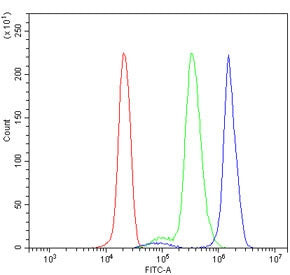 BHMT Antibody