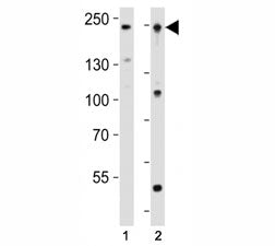 Dnmt1 Antibody