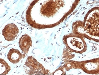 IHC staining of FFPE human breast tissue with Leucine-rich alpha-2-glycoprotein antibody (clone LRG1