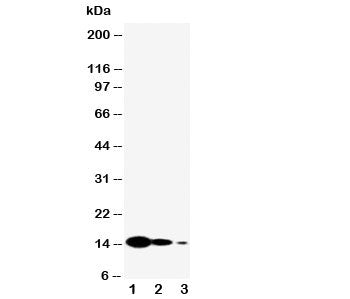 Western blot testing of IL-7 antibody and Lane 1: recombinant mouse protein 10ng; 2. 5ng; 3: 2.5ng.