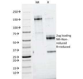 SDS-PAGE analysis of purified, BSA-free Nidogen antibody (clone ELM1) as confirmation of integrity a