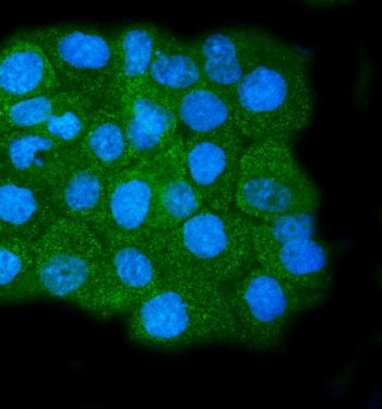 Calpain 1 Antibody / CAPN1