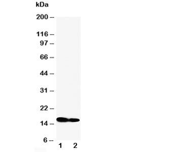 IFITM1 Antibody