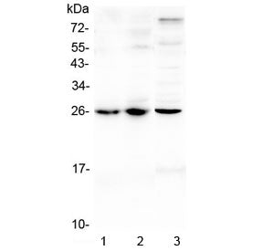 Trem1 Antibody