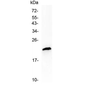TMEM107 Antibody