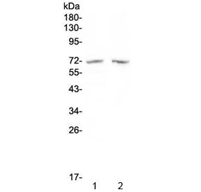 HDAC10 Antibody