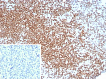 Oct4 Antibody / POU5F1