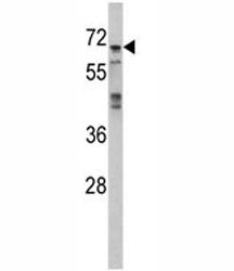 MAPK4 Antibody