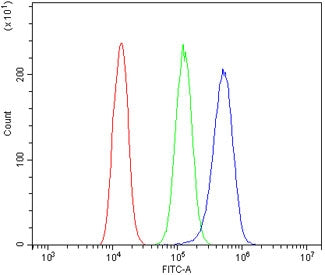 ADAM15 Antibody