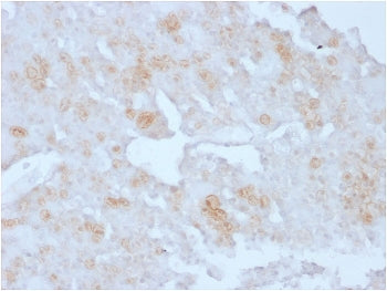 IHC staining of FFPE human placenta with Annexin A1 antibody (clone ANXA1/3727). HIER: boil tissue s