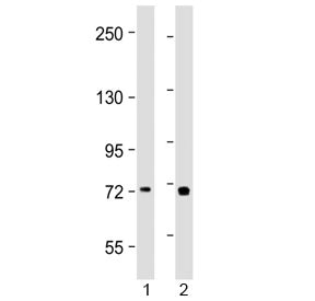 TAP2 Antibody / ABCB3 (N-Terminal Region)