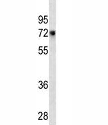 CD55 Antibody