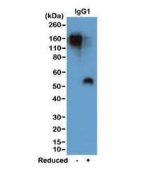 Mouse IgG1 Antibody