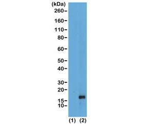H3K79me1 Antibody / Monomethyl Histone H3 Lysine 79