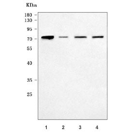 Western blot testing of human 1) HeLa, 2) A431, 3) A549 and 4) Caco-2 cell lysate with NAF1 antibody