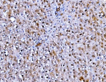Fadd Antibody