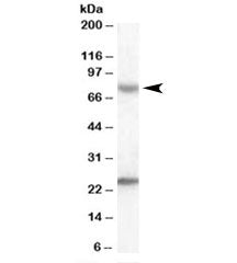 LGP2 Antibody