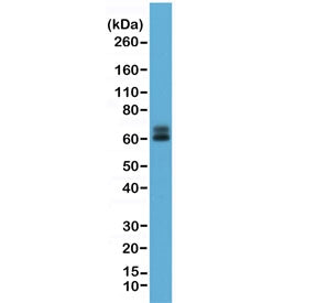 Paxillin Antibody