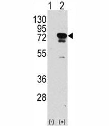 EIF4B Antibody