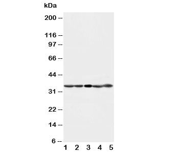 Cdk1 Antibody