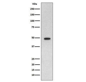 GFAP Antibody / Glial Fibrillary Acidic Protein