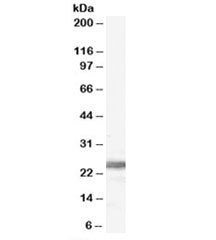 Ribosomal Protein L19 Antibody