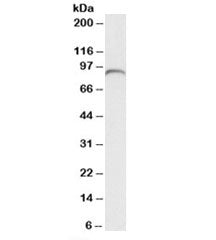 Western blot testing of human liver lysate with C7 antibody at 0.1ug/ml. Predicted molecular weight:
