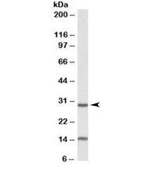 Sirt3 Antibody