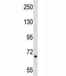 MYB Antibody