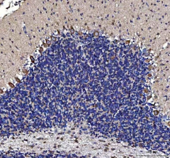 IHC staining of FFPE mouse cerebellum tissue with MTCL1 antibody. HIER: boil tissue sections in pH8 
