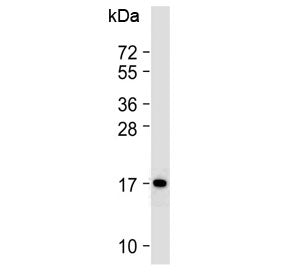 Western blot testing of mouse BA/F3 cell lysate with Cox4i1 antibody at 1:2000. Predicted molecular 