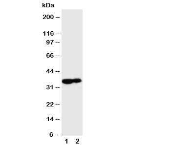 Kallikrein 9 Antibody