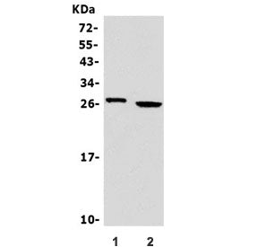 Granzyme A Antibody / GZMA