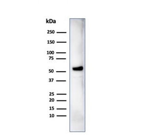 IRF3 Antibody