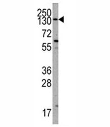 PI3KCA Antibody