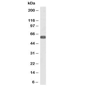 Western blot testing of human heart lysate with SLC7A6 antibody at 0.3ug/ml. Predicted molecular wei