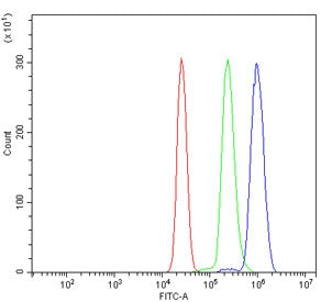 DAO Antibody / D-amino-acid oxidase