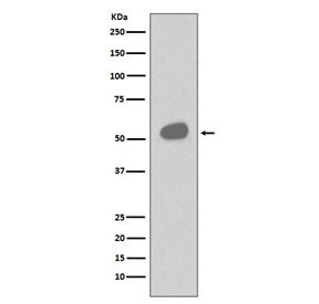 CD14 Antibody