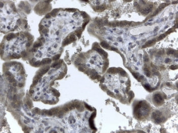 EVC2 Antibody