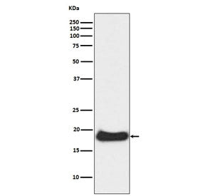 Claudin 1 Antibody / CLDN1