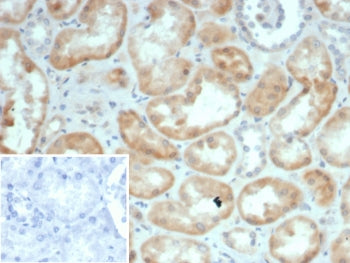 S100G Antibody / Calbindin D9K