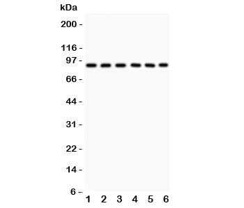 Western blot testing of Oct-1 antibody and Lane 1: rat liver; and human samples 2: placenta; 3: Jurk