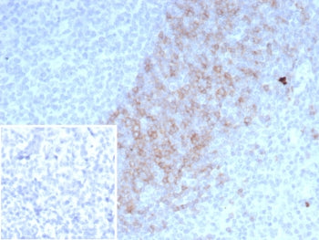 IgD Heavy Chain Antibody