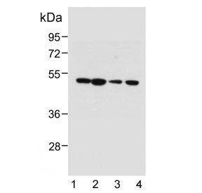 PTGER3 Antibody