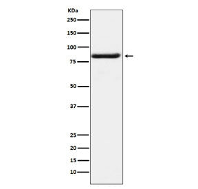 BAG3 Antibody