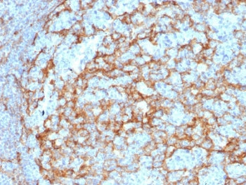 CD14 Antibody